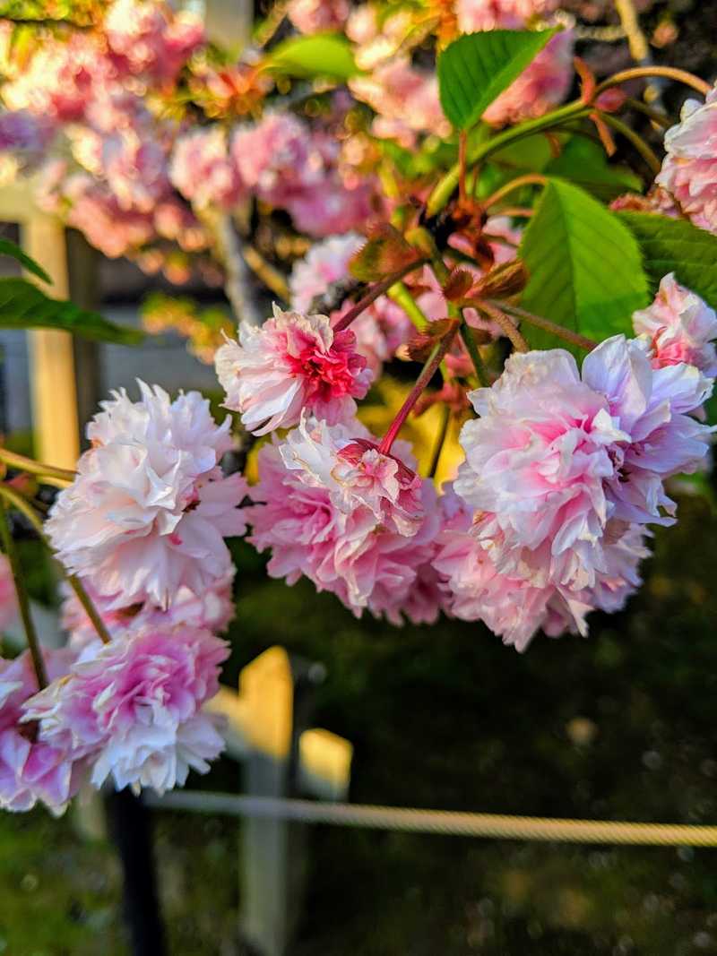 Cherry blossoms