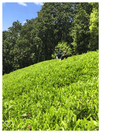 Tea fields outside of Nara