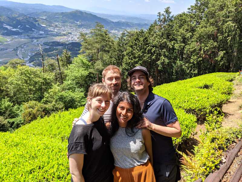 The group harvesting tea leaves